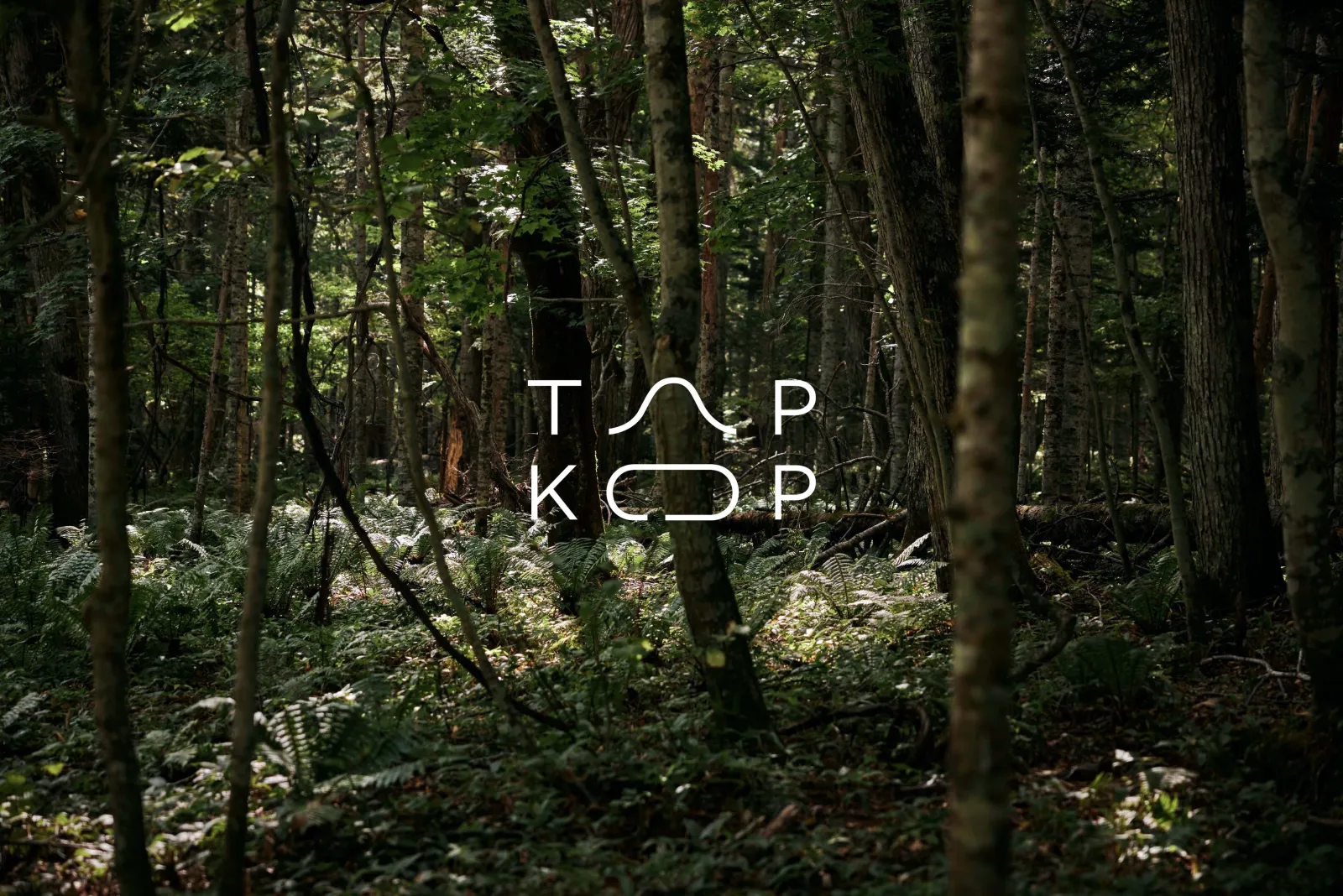 TAPKOP 全景